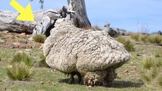 Here's What Chris The Sheep Looked Like After Five Years Without Grooming