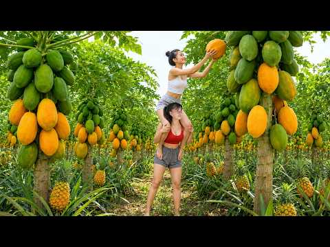 Harvesting Large Quantities of Papayas, Pineapples and Dragon Fruit to Sell at the Village Market
