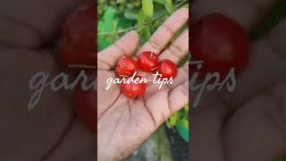 How To Grow Chree At Home