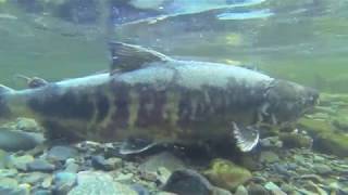 2017 Goldstream Salmon Run