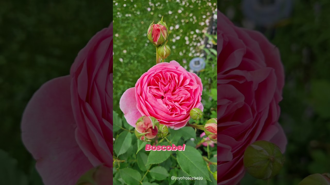 #beautifulroses