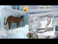 देखिये कैसे ये जानवर जिंदा ही बर्फ में जम गये | 10 Unlucky animals frozen in ice |