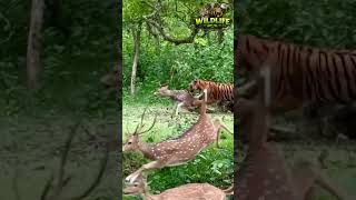 The fight of life: tiger vs deer.🦌⚡