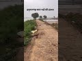 #hanumangarh  Flood Alert | Rising Water Level in Ghaggar River | Rajasthan Flood News 2025