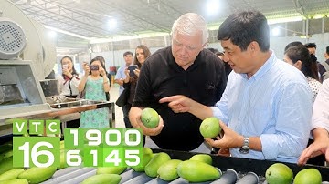 Nông dân Việt trồng xoài theo “tiêu chuẩn Mỹ” | VTC16