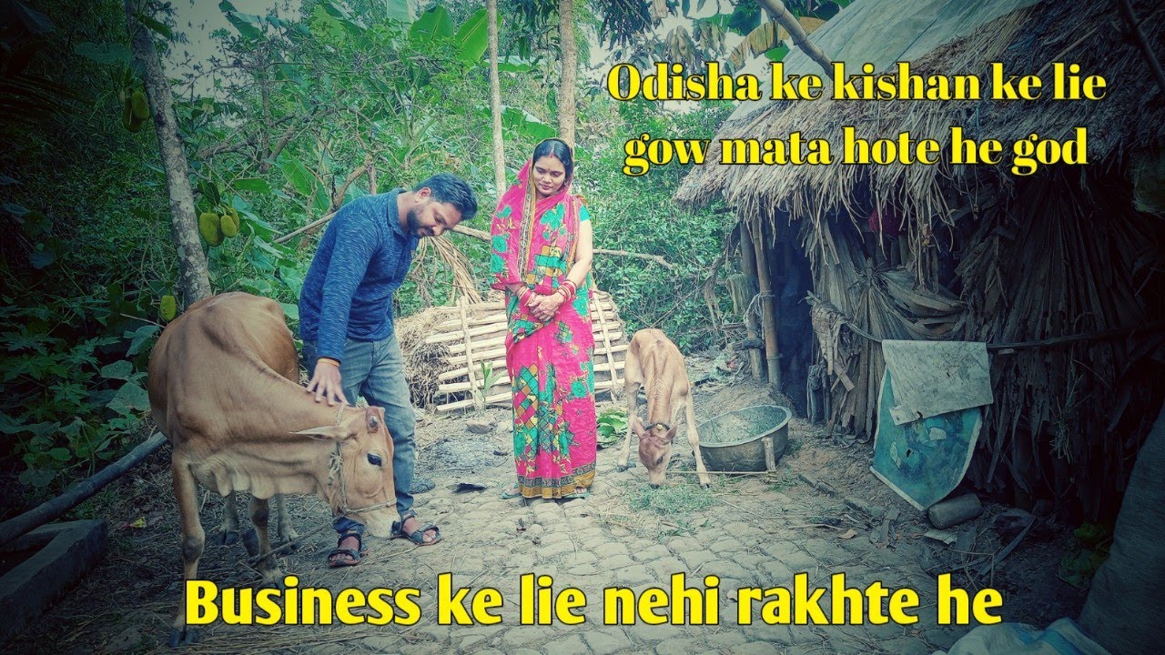 Odisha ka kishan ka safhalta ka raaz deshi gow mata | kishan Business ke lie nehi rakhte he cow