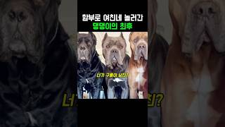 함부로 여친네 놀러간 댕댕이의 최후