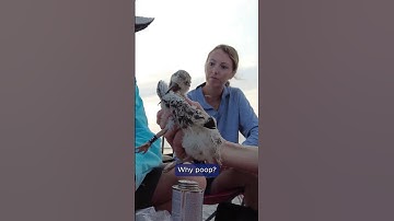 What you can learn from bird poop 🐦‍⬛ || #fieldwork #shorebird #birds #ornithology #coastalcarolina