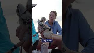 What you can learn from bird poop 🐦‍⬛ || #fieldwork #shorebird #birds #ornithology #coastalcarolina