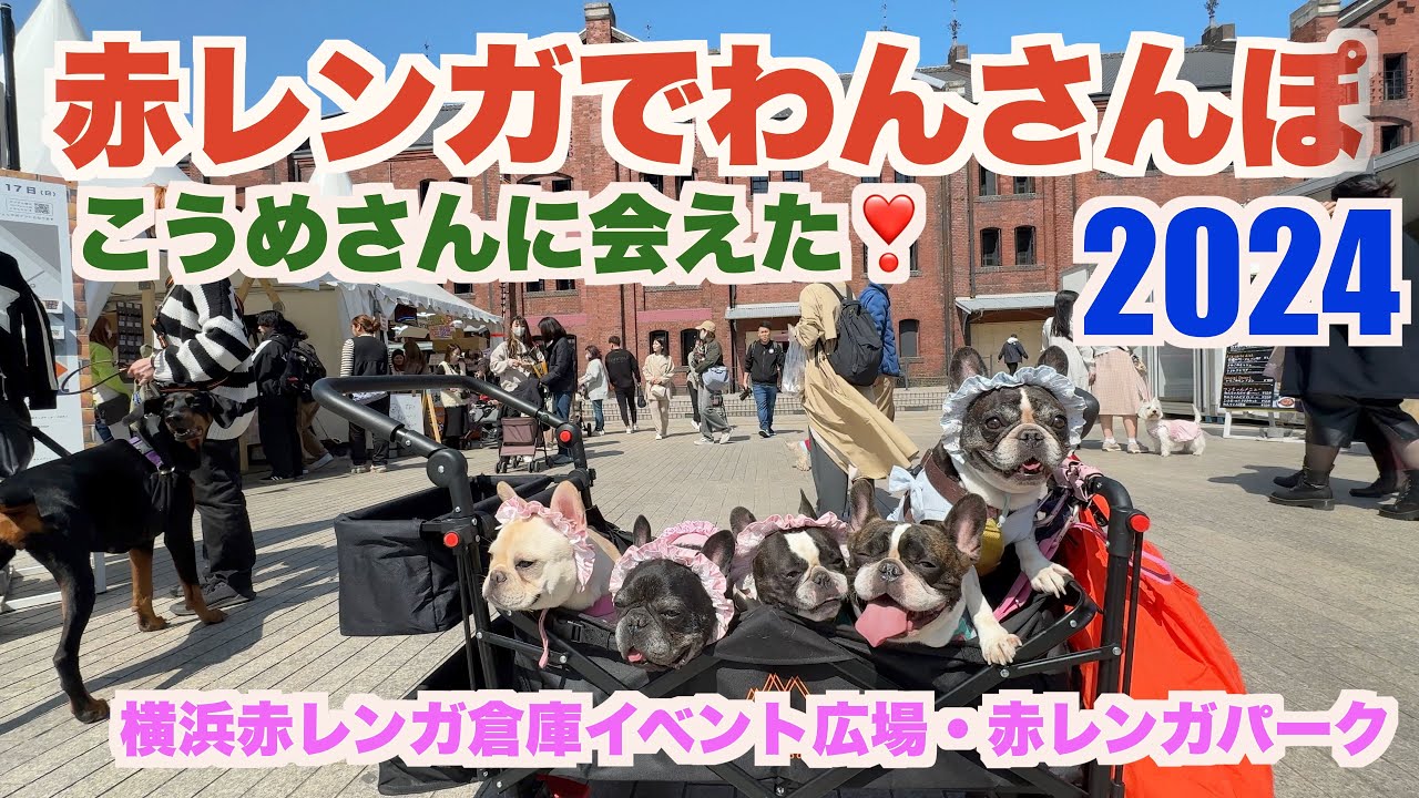 赤レンガでわんさんぽ2024 【 フレンチブルドッグ french_bulldog  】こうめさんに会えた！
