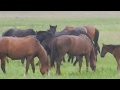 Cavalos Livres no Campo | Vdeo de Cavalos Correndo no Campo