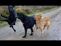 You simply CAN NOT WIN THIS TRY NOT TO LAUGH challenge  - Funniest ANIMAL videos