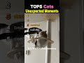 TOP5 Cats Unexpected Moments