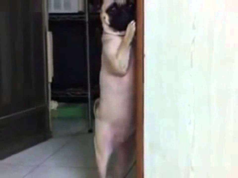 Standing doggy