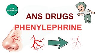 Phenylephrine | Pharmacology