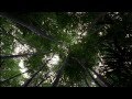 LOST: Opening Scene 1x01 - Bamboo Forest