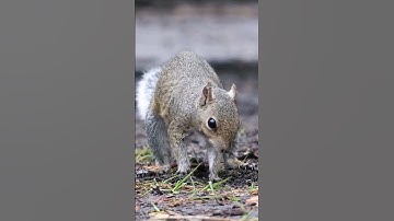 Watch This Squirrel Secretly Burying its Acorn