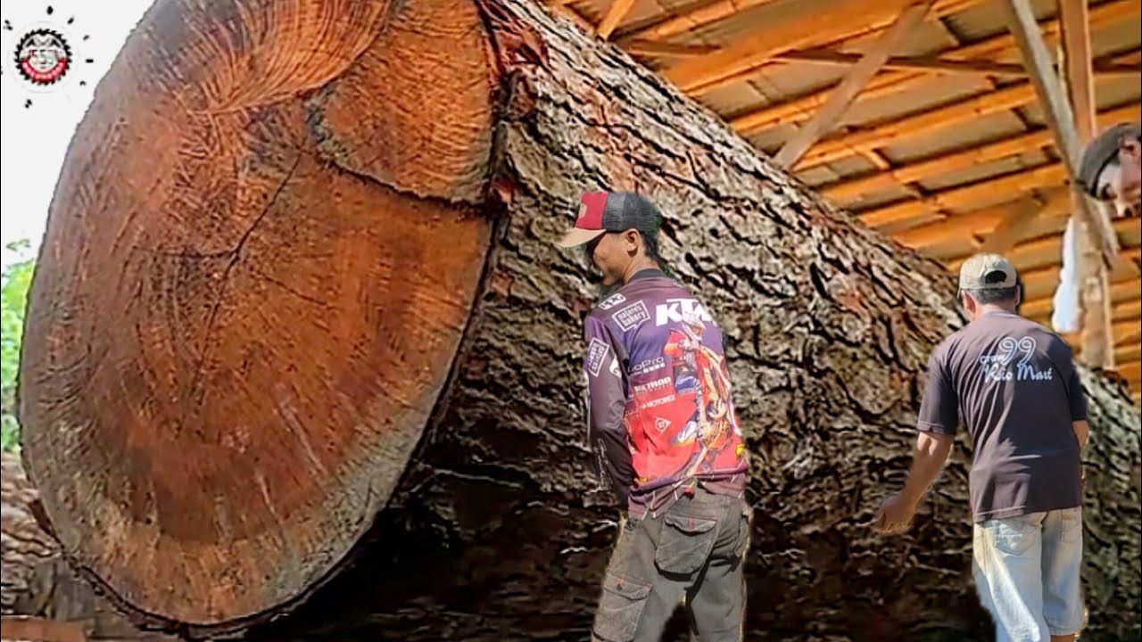 The Extraordinary Challenge of Sawing Old Giant and Hardest Mahogany ...