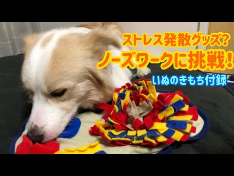 いぬのきもち付録 ノーズワークに挑戦 これで雨の日もストレス発散できる Challenge Nose Work This Can Release Stress Even On Rainy Day Youtube