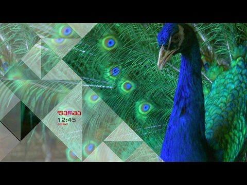 19 თებერვალს, 12:45 საათზე -\"ფერმა\"