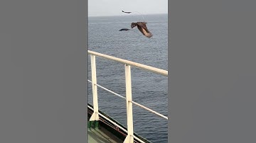 Con chim với 2 chiếc lông rất đặc biệt