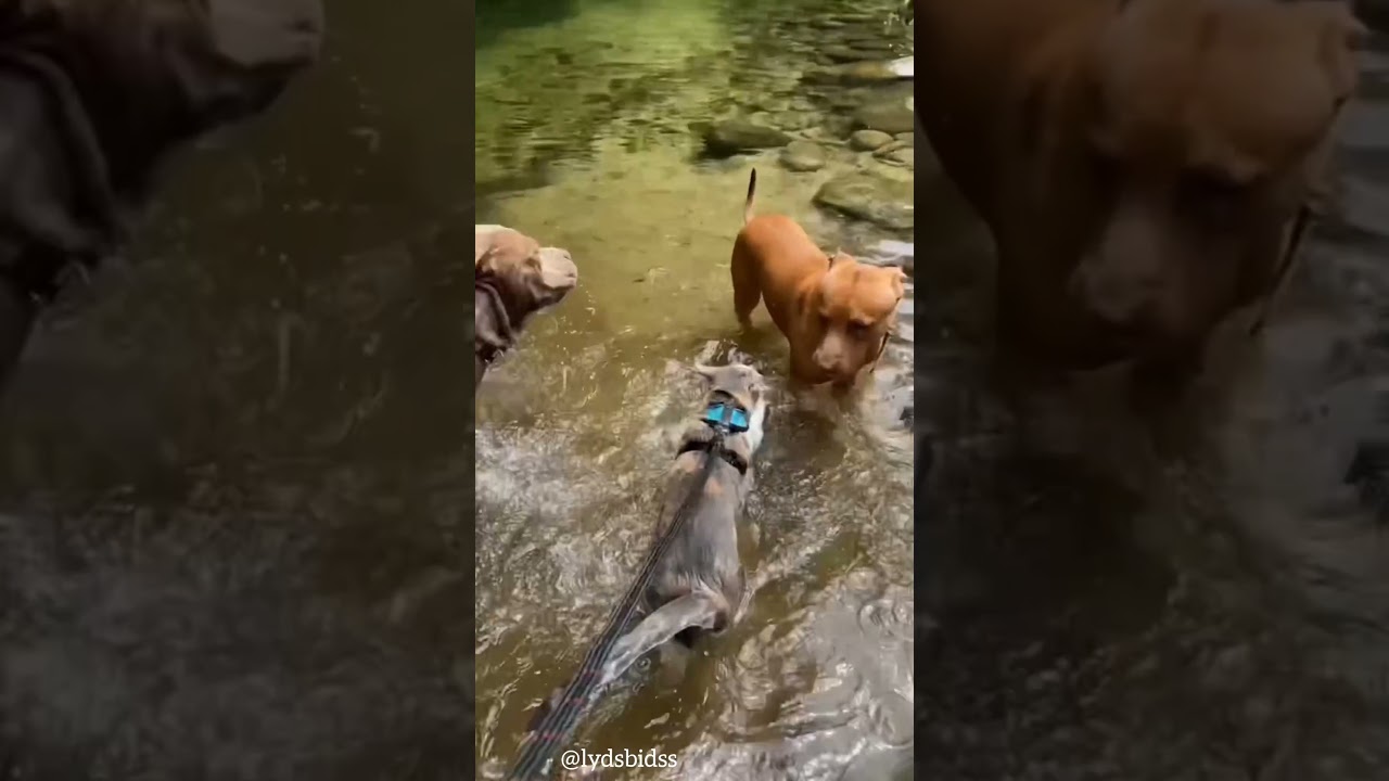 when your kitten is raised with big dogs