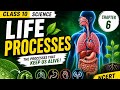 Life processes part 2