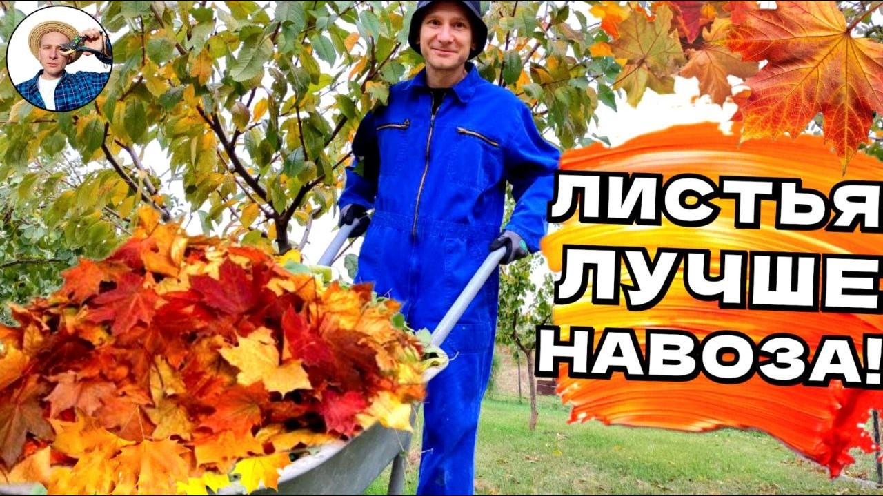 ОПАВШИЕ ЛИСТЬЯ СТАНУТ НА ВЕС ЗОЛОТА после того, как вы узнаете рецепт этого бесплатного удобрения!