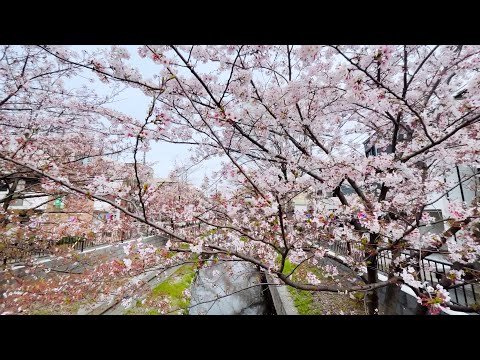 #5 2022/4/6 元住吉 渋川沿いの桜並木