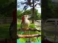 Red-bellied Woodpecker