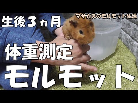 生後3ヶ月のモルモットの体重測定