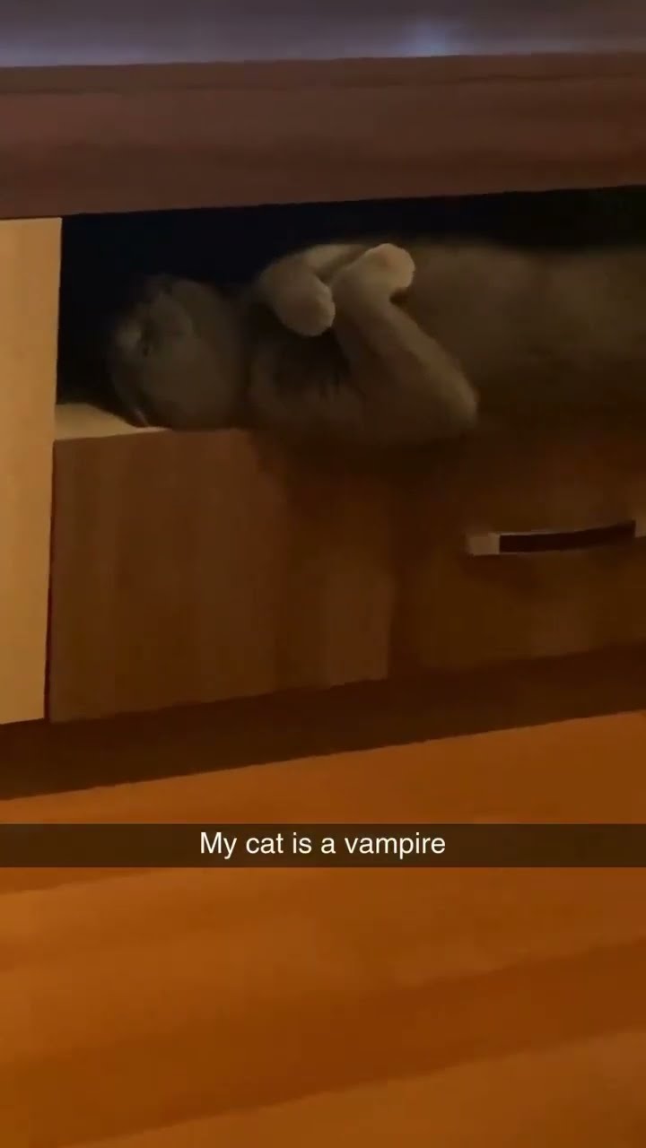 Vampire Kittyo just vibing yk that scheming on me