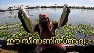 ഈ സീസണിൽ ആദ്യം #kerala #fishing #allfish#fisharman #kuttanadanfishing#indiafishing #india #fish#all