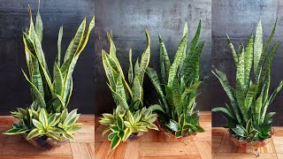 Add a touch of luxury to your living room with a snake plant coffee table book.