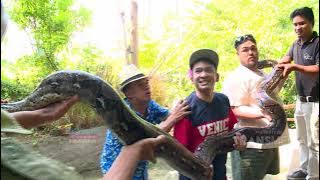 BROWNIS - Igon Ko Takut Sama Iguana ??? (10/3/19) Part 2