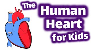 The Human Heart for Kids
