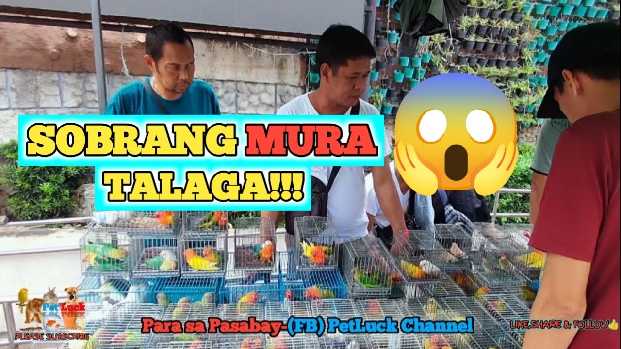 LOVEBIRDS SALE SA OBANDO BULACAN