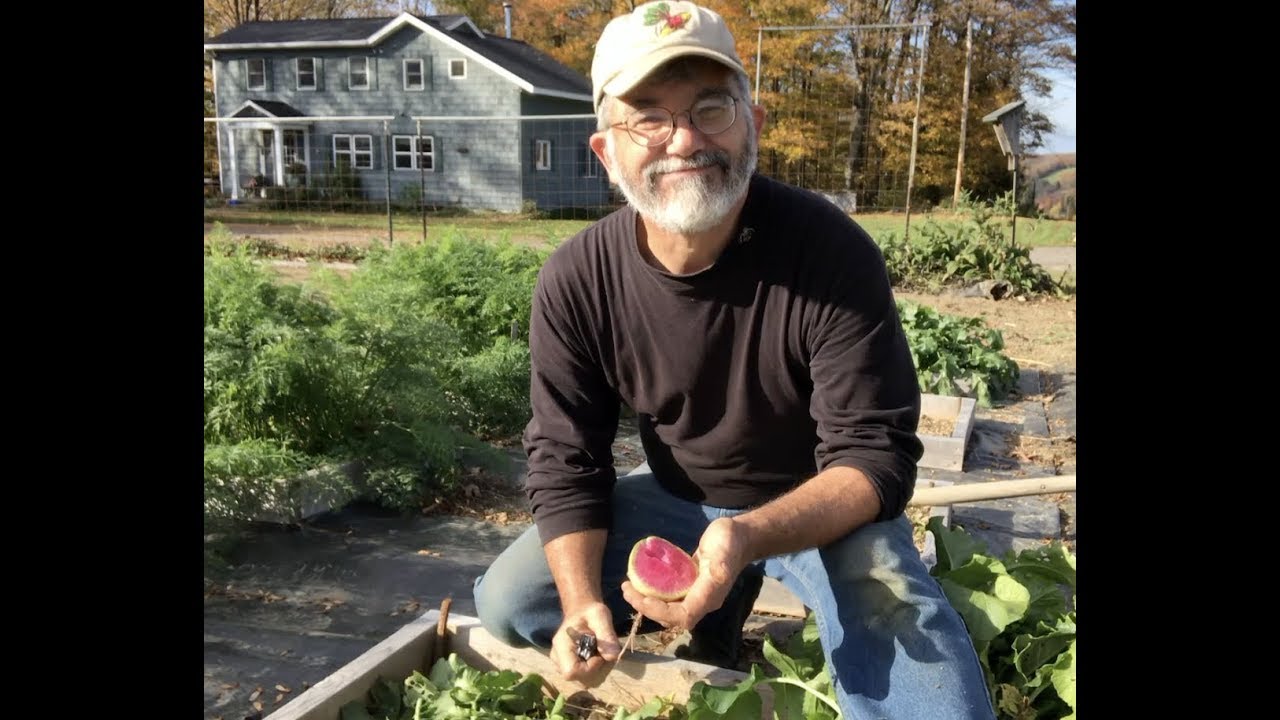 Harvesting Watermelon Radishes From Minibeds YouTube
