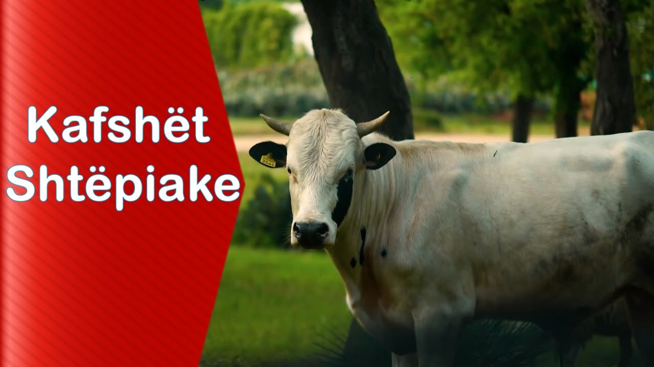 Животные на ферме для детей - Домашние животные