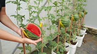 Watermelon hanging hammock - Great method of planting watermelon on the terrace