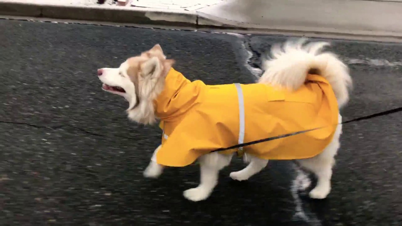 리드미컬한 허스키걸음 Walking husky in a rain coat feat. HuskyG YouTube