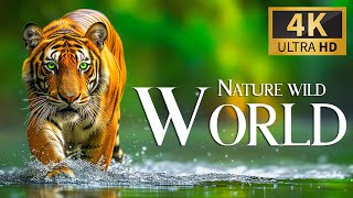 Природа Wild Of World 4K 🐾 Discovery Relaxation Спокойная Расслабляющая Музыка И Природа