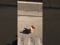 Video muestra a una gallina cruzando la I-290 en Chicago durante el tráfico matutino