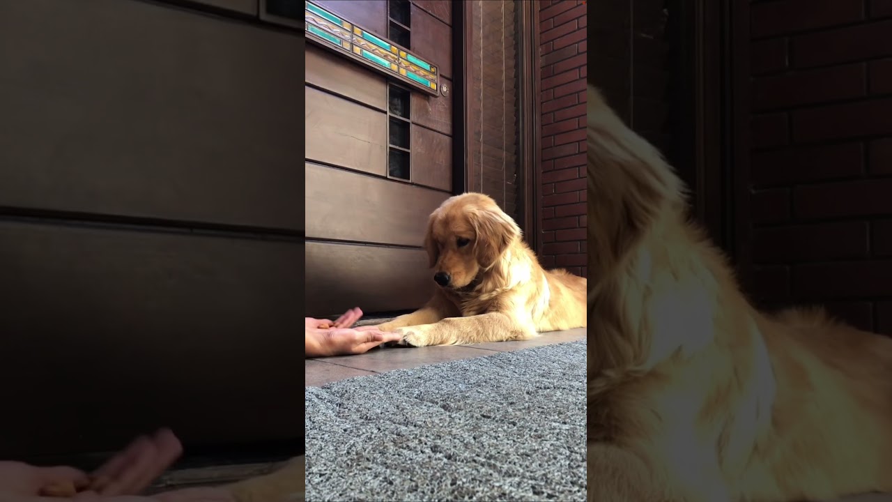 Funny reaction when dog makes a wrong choice