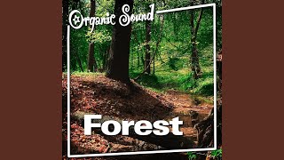 Calming Wild Birdsong Nature Sound for Quiet Contemplation