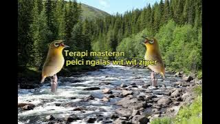 Terapi masteran pelci ngls wit wit wit ziper mudah di tiru