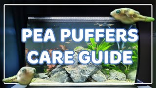 Pea Puffer Care Guide