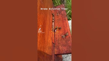 Beehive Drone Eviction - July 2020