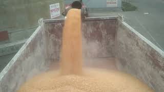 Feed mill. Corn loading