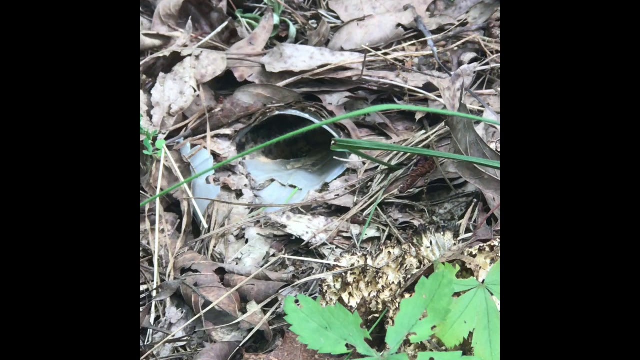 Eastern Yellowjacket (vespula maculifrons) nest part 3.